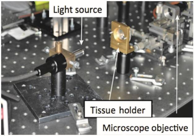 J Biomed Image