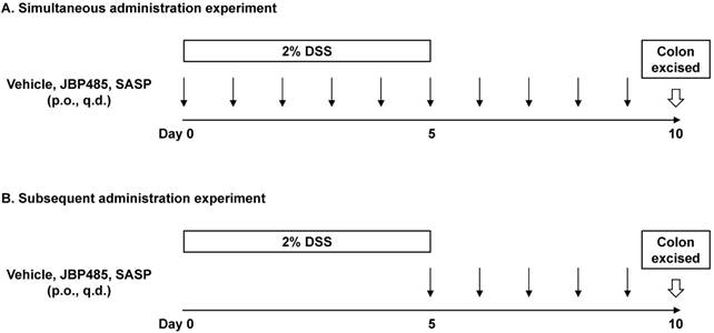 J Biomed Image