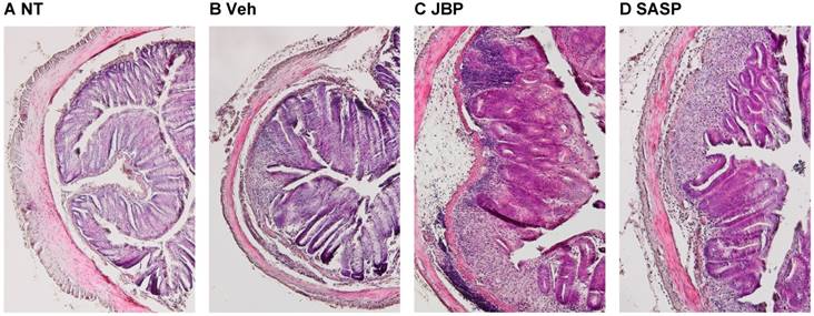 J Biomed Image