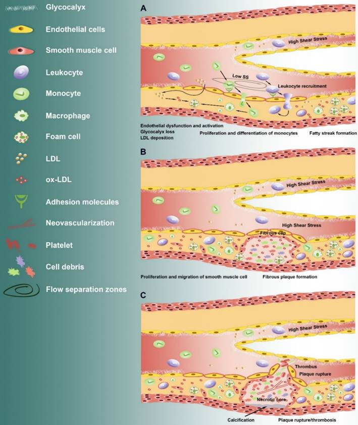 J Biomed Image