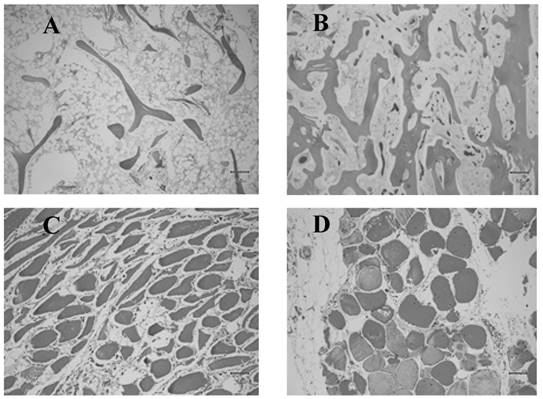 J Biomed Image