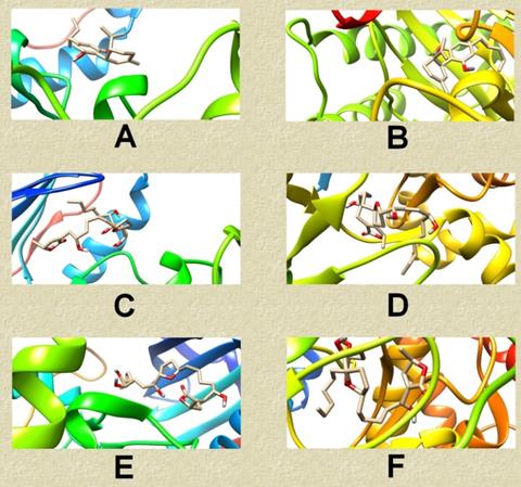 J Biomed Image