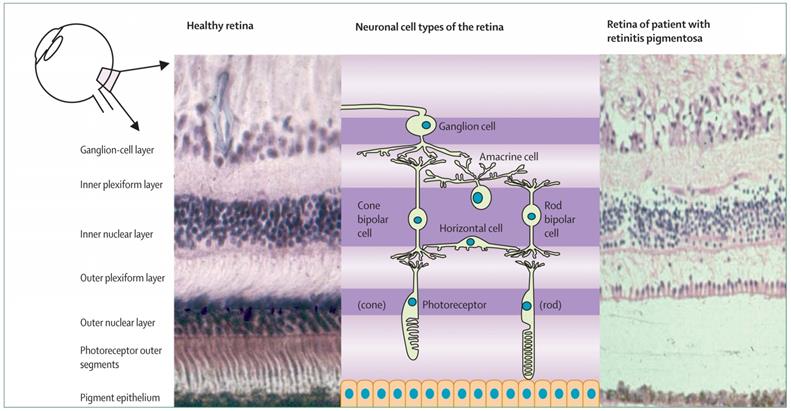 J Biomed Image