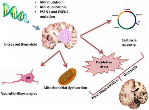 J Biomed Image