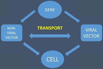 J Biomed Image