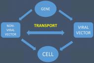 J Biomed Image