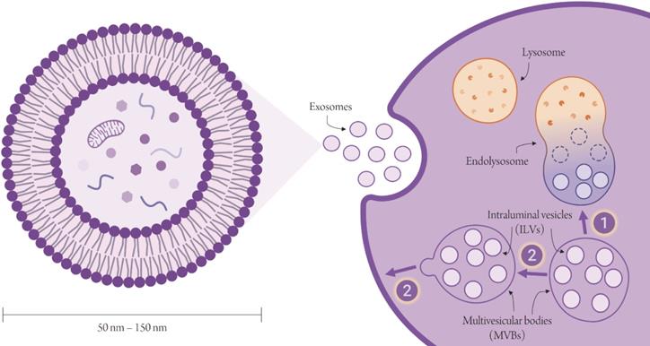 J Biomed Image