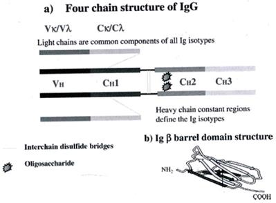 J Biomed Image