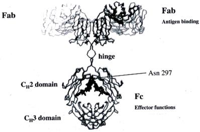 J Biomed Image