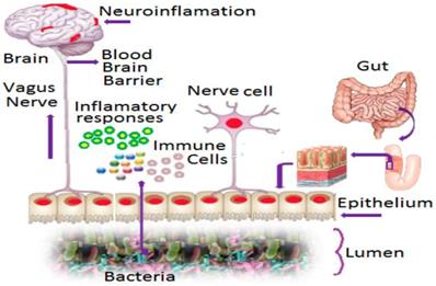 J Biomed Image